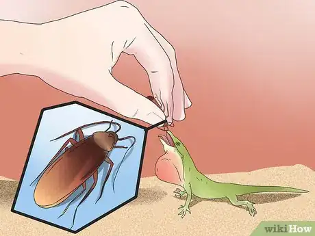 Imagen titulada Feed a Lizard Step 6