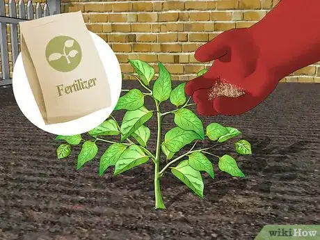 Imagen titulada Grow Peppers Step 15