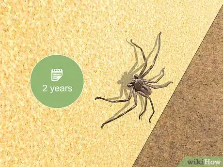 Imagen titulada Take Care of a Huntsman Spider Step 10
