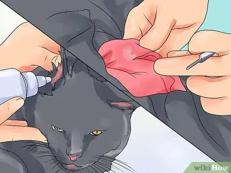 Imagen titulada Treat Ear Haematomas in Cats Step 4