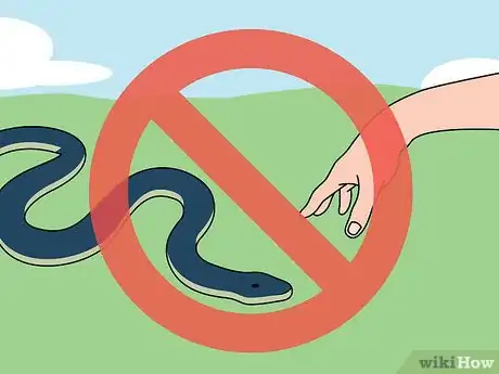 Imagen titulada Catch a Snake Step 8
