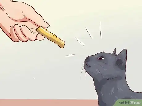 Imagen titulada Discipline Cats Step 2