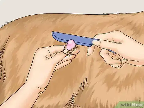 Imagen titulada Remove Chewing Gum from a Dog's Hair Step 3