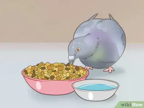 Imagen titulada Train a Homing Pigeon Step 5