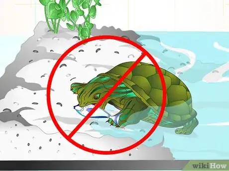 Imagen titulada Put a Sucker Fish in a Tank With a Turtle Step 6