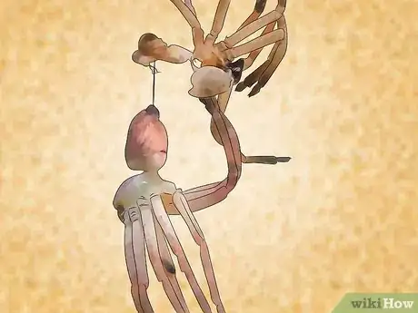 Imagen titulada Take Care of a Huntsman Spider Step 8
