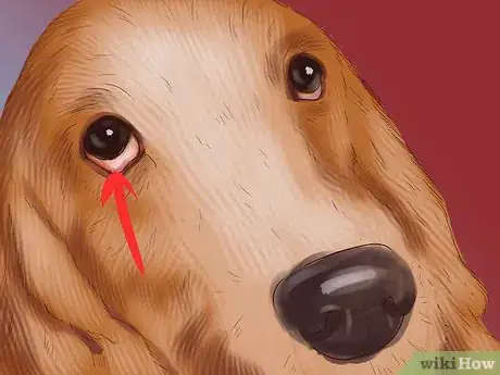 Imagen titulada Diagnose Vitiligo in Dogs Step 4