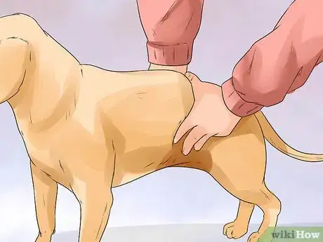 Imagen titulada Help a Female Dog Who Is Injured Urinate Step 4