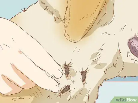 Imagen titulada Remove Sticky Barbed Seeds from Your Dog's Fur Coat Step 2