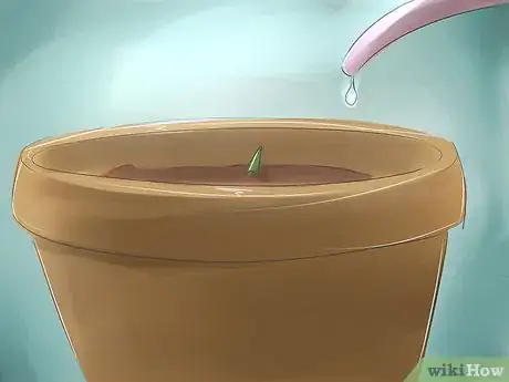 Imagen titulada Plant Dragon Fruit Step 6
