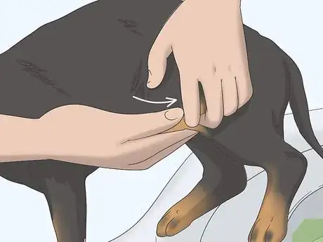 Imagen titulada Express a Paralyzed Dog's Bladder Step 8