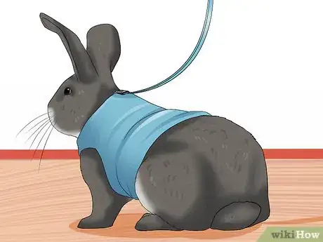 Imagen titulada Walk a Rabbit Step 3