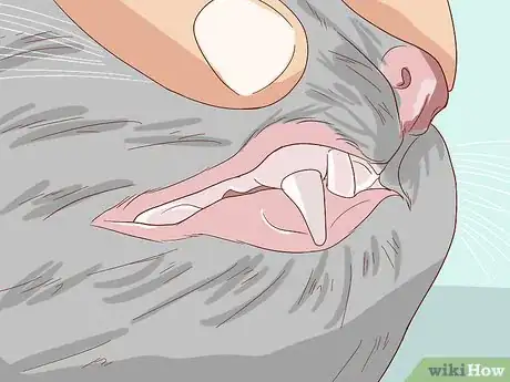 Imagen titulada Check Cats for Dehydration Step 3