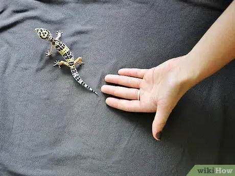 Imagen titulada Hold a Leopard Gecko Step 1