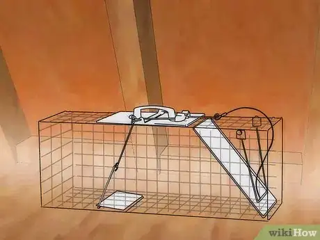 Imagen titulada Get Rid of a Squirrel in Your House Step 10