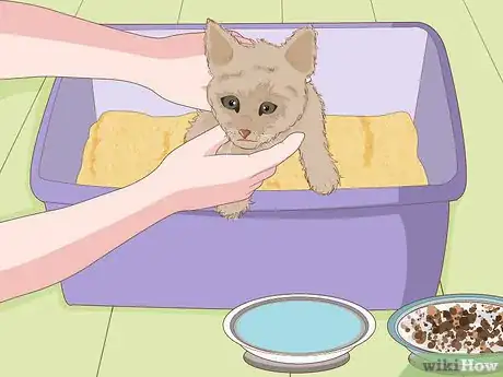 Imagen titulada Catch a Stray Kitten Step 12