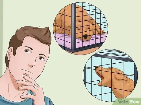 Imagen titulada Prevent a Dog from Defecating in its Crate Step 10