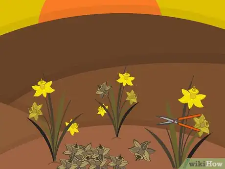 Imagen titulada Plant Narcissus Bulbs Step 15