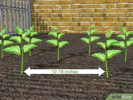Imagen titulada Grow Peppers Step 11