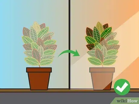 Imagen titulada Care for a Croton Plant Step 15