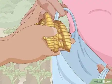 Imagen titulada Grow Turmeric Step 2