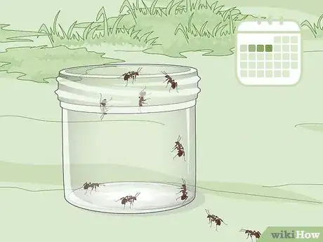 Imagen titulada Catch Ants Step 3