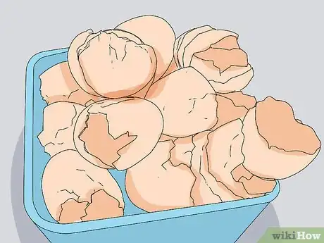 Imagen titulada Feed Eggshells to Chickens Step 1