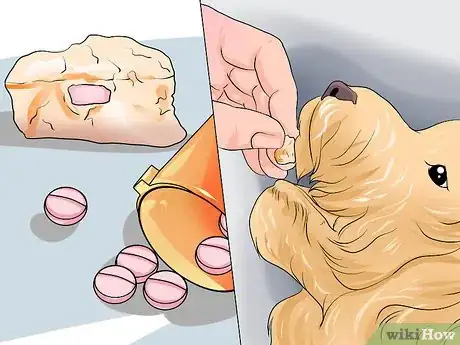 Imagen titulada Get Rid of Tapeworms in a Puppy Step 3
