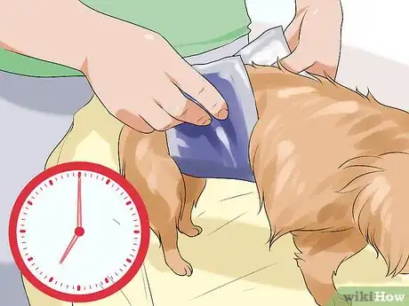 Imagen titulada Determine Whether to Diaper a Senior Dog Step 7