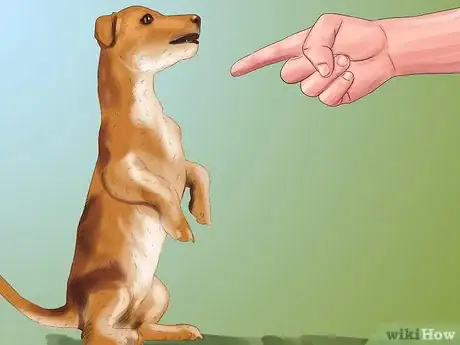 Imagen titulada Care for a Jack Russell Step 6