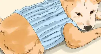 usar aceite de coco para tratar las pulgas y la piel de los perros