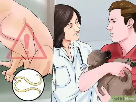 Imagen titulada Get Rid of Tapeworms in a Puppy Step 1