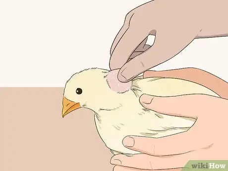 Imagen titulada Vaccinate Chickens Step 7