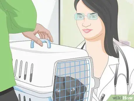 Imagen titulada Diagnose Mastitis in Dogs Step 5
