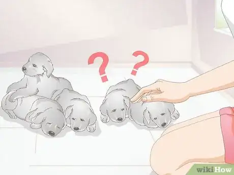 Imagen titulada Diagnose Mastitis in Dogs Step 4