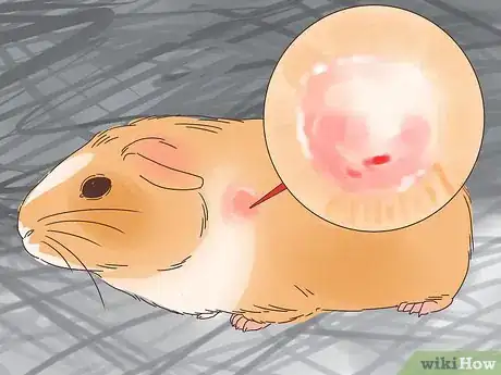 Imagen titulada Treat Mites and Lice in Guinea Pigs Step 8