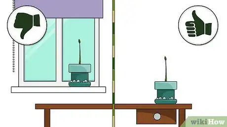 Imagen titulada Grow a Ficus Benjamina Step 11