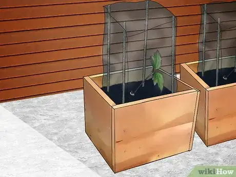 Imagen titulada Propagate Clematis Step 14