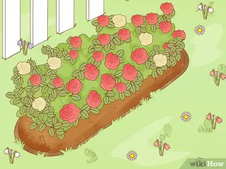 Imagen titulada Protect Roses in the Winter Step 16