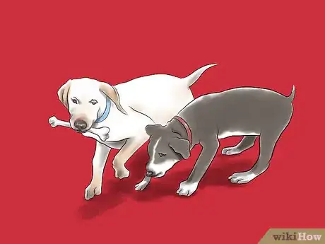 Imagen titulada Train a Pit Bull Step 14