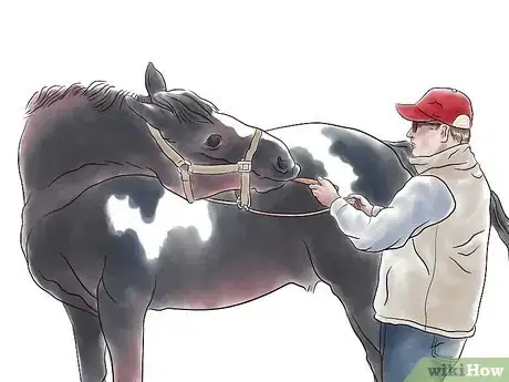 Imagen titulada Stretch a Horse Step 4