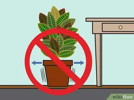 Imagen titulada Care for a Croton Plant Step 04