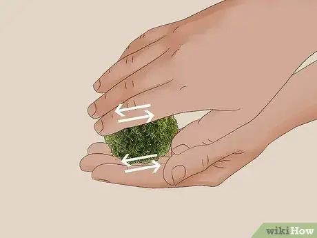 Imagen titulada Clean an Aquatic Moss Ball Step 3