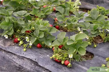 Imagen titulada Keep Strawberries Fresh Step 1Bullet1