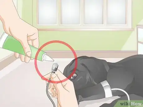 Imagen titulada Take a Dog's Blood Pressure Step 8