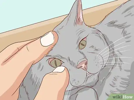 Imagen titulada Check Cats for Dehydration Step 6