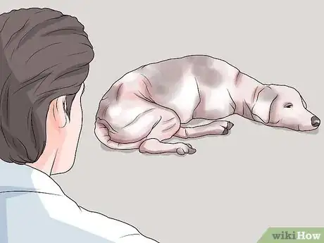 Imagen titulada Spot Signs of Muscle Loss in Dogs Step 1