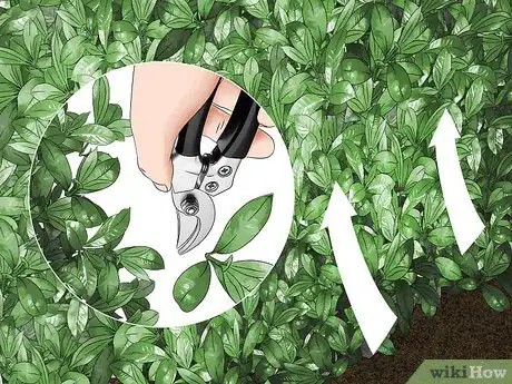 Imagen titulada Trim Shrubs Step 9