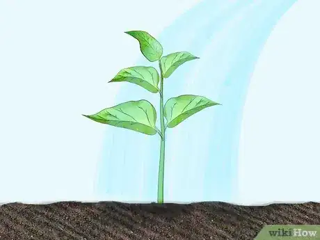 Imagen titulada Grow Peppers Step 12
