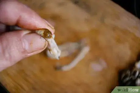 Imagen titulada Clean a Razor Clam Step 12